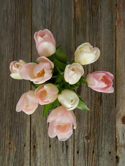 DYNASTY  LIGHT PINK TULIPS